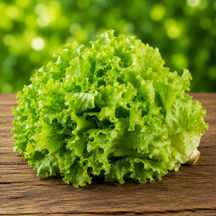 Salade verte (batavia)